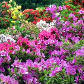 AZALEAS - ASSORTED