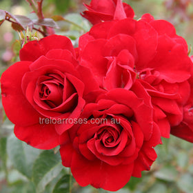 Roses