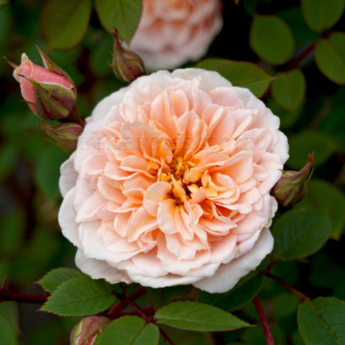 PRE ORDER - CLIMBING ANITAS ROSE - Bare Rooted