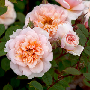 PRE ORDER - CLIMBING ANITAS ROSE - Bare Rooted