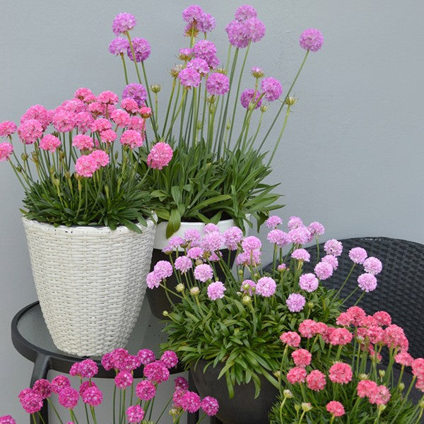 Flowering Plants