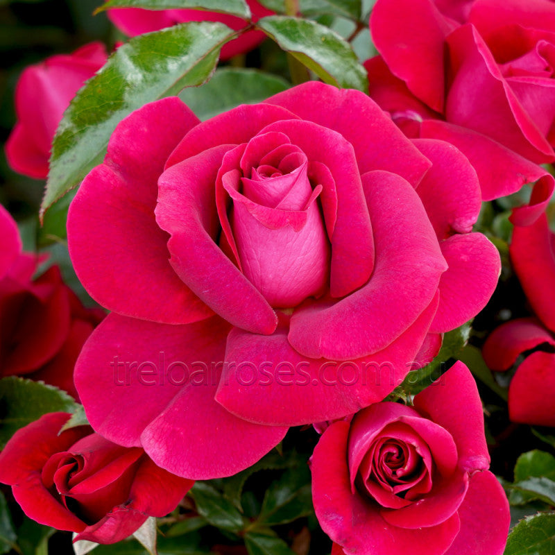 PRE ORDER - AS GOOD AS IT GETS - Bare Rooted