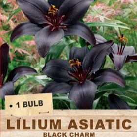 Black lilies with a label indicating '1 bulb Lilium Asiatic Black Charm' on a natural background.