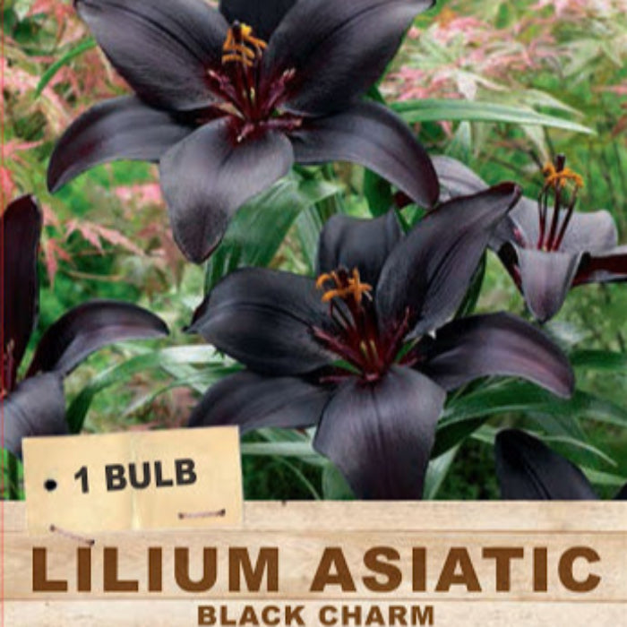 Black lilies with a label indicating '1 bulb Lilium Asiatic Black Charm' on a natural background.
