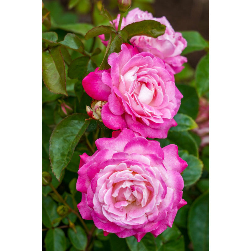 PRE ORDER - BEAUTIFUL GIRL - Bare Rooted