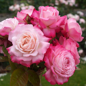 PRE ORDER - BEAUTIFUL GIRL - Bare Rooted