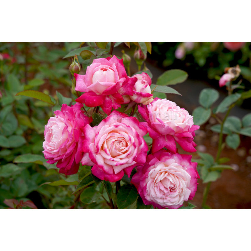 PRE ORDER - BEAUTIFUL GIRL - Bare Rooted