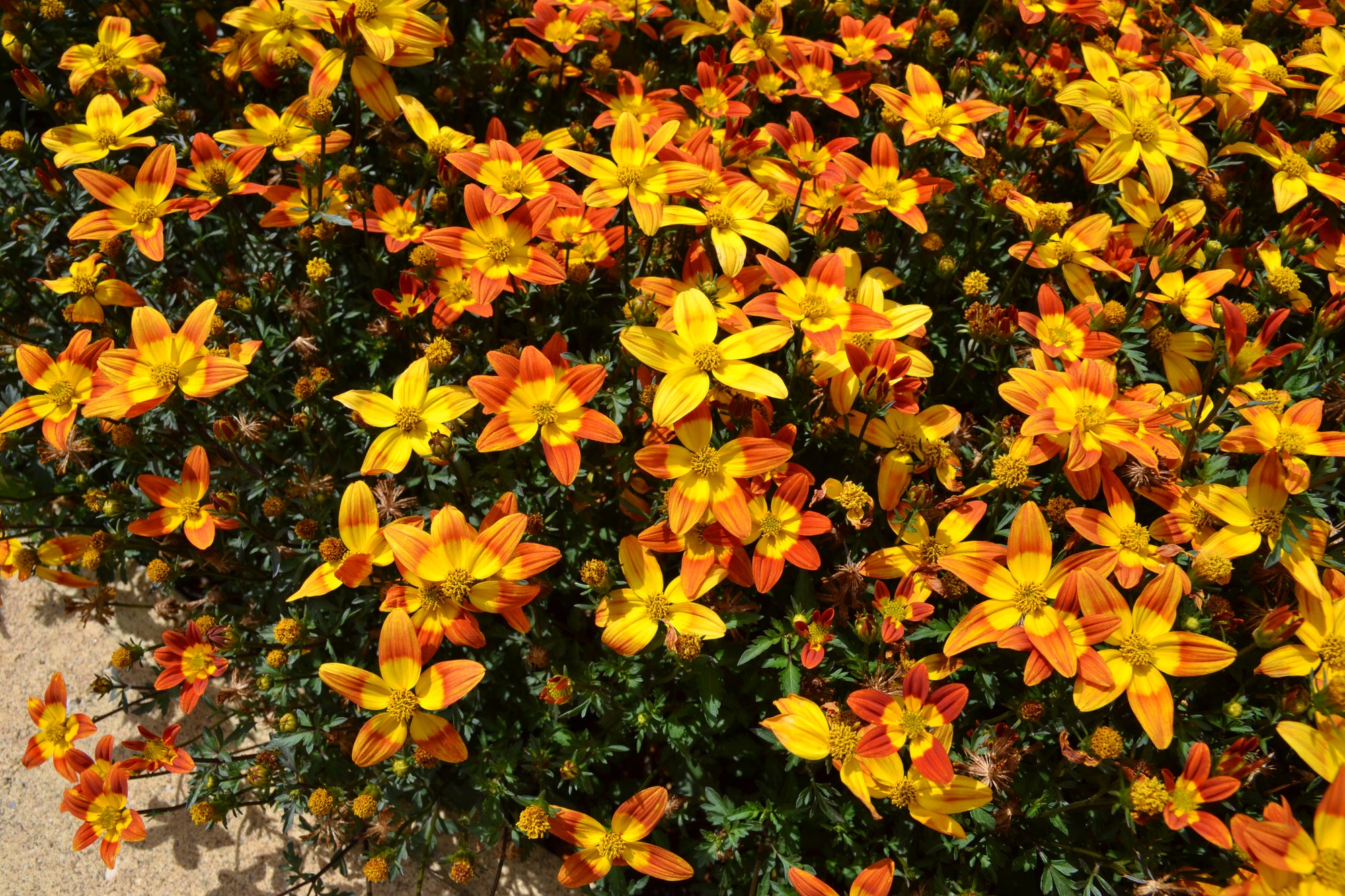 BIDENS BEE ATTRACTING