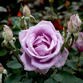Roses - Category