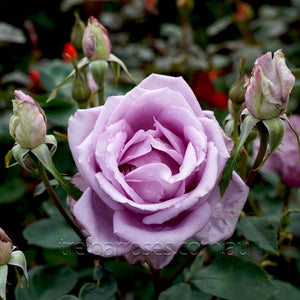 BLUE MOON - Potted Rose