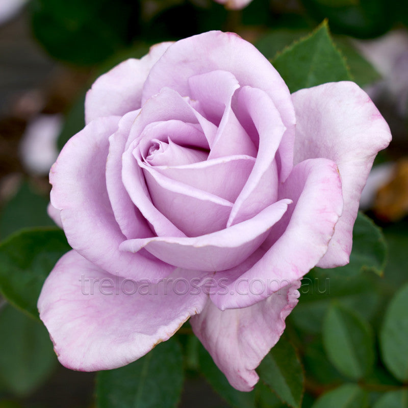 PRE ORDER - BLUE MOON - Bare Rooted