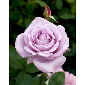 BLUE MOON - Potted Rose