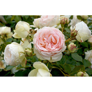 PIERRE DE RONSARD - Potted Rose