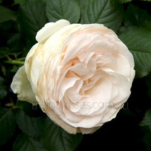 PRE ORDER - CLIMBING BLUSHING PIERRE - Bare Rooted