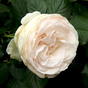 PIERRE DE RONSARD - Potted Rose