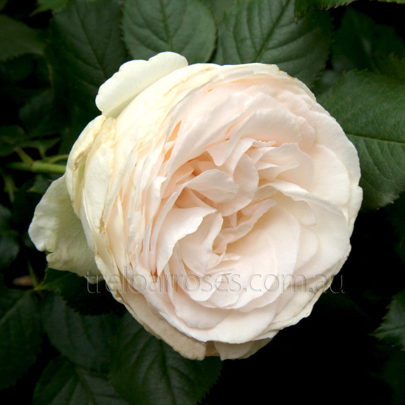 PRE ORDER - CLIMBING BLUSHING PIERRE DE RONSARD - Bare Rooted