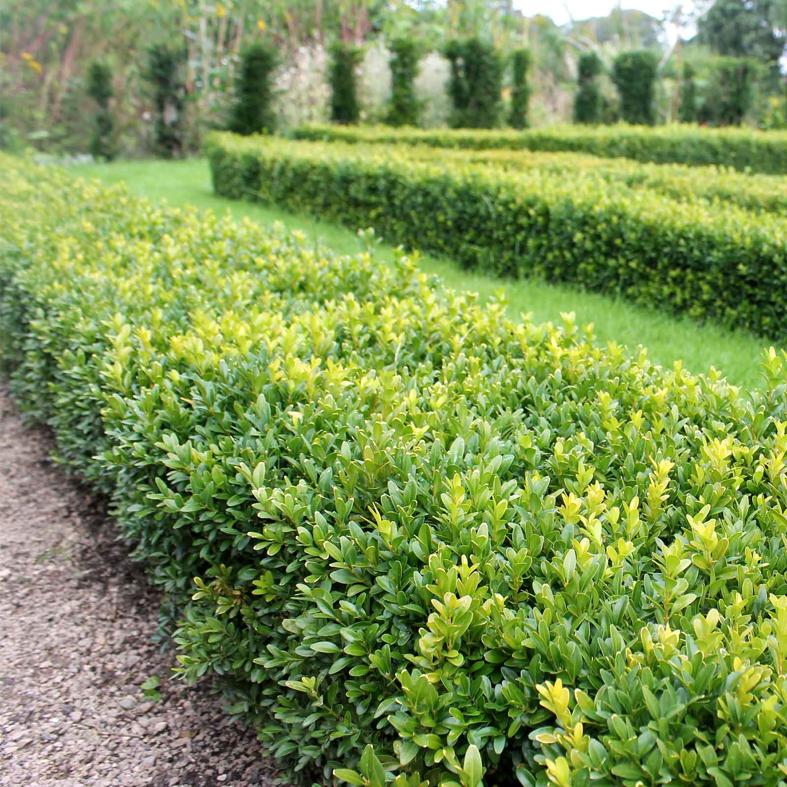 Plants