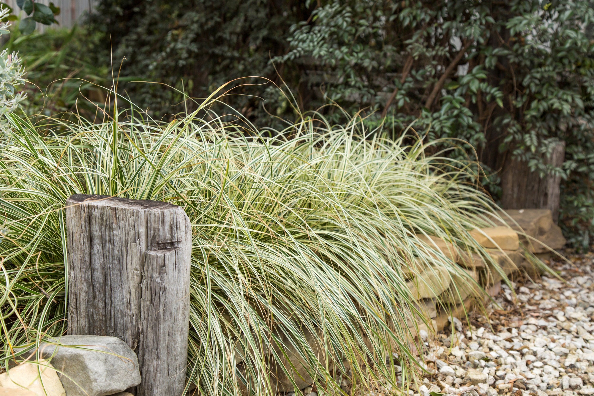 CAREX FEATHER FALLS