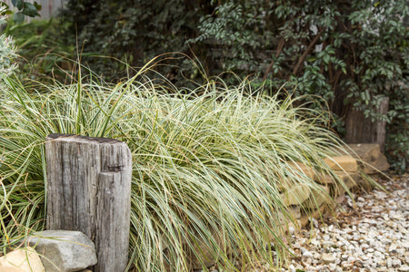 CAREX FEATHER FALLS