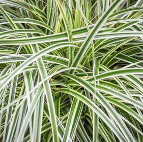 Grasses