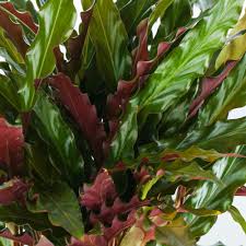 CALATHEA RUFIBARBA