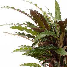 CALATHEA RUFIBARBA