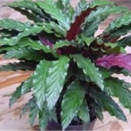 CALATHEA RUFIBARBA