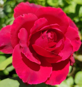 Roses - Red