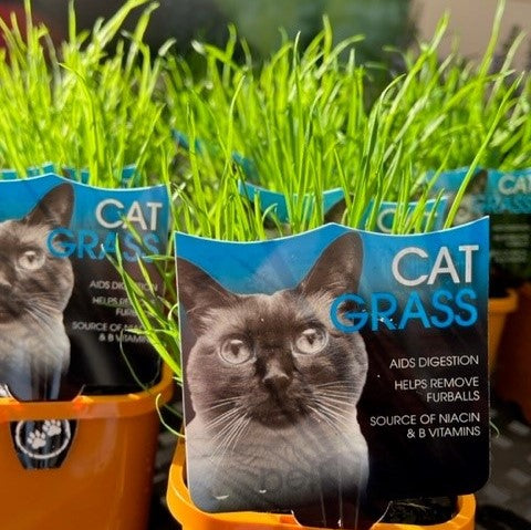CAT GRASS 100MM