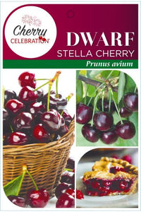 PRE ORDER -CHERRY DWARF STELLA - BARE ROOTED