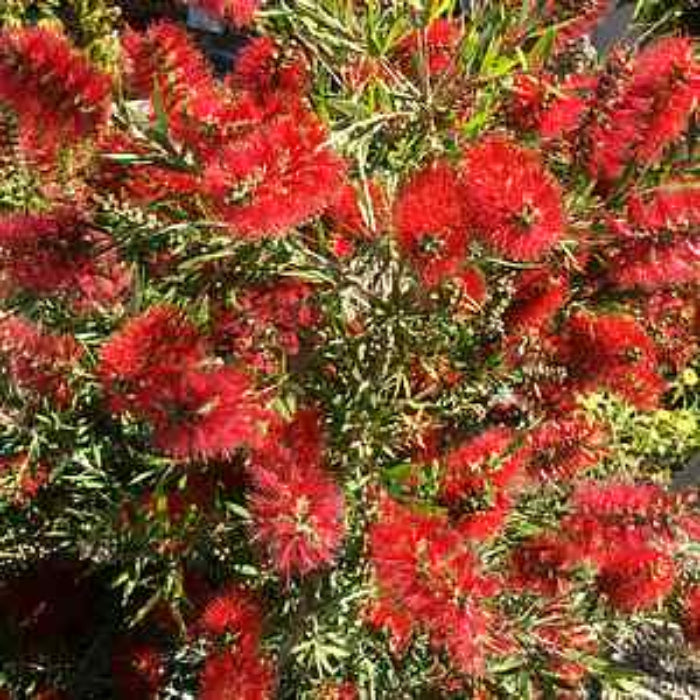 CALLISTEMON VIMINALIS SLIM