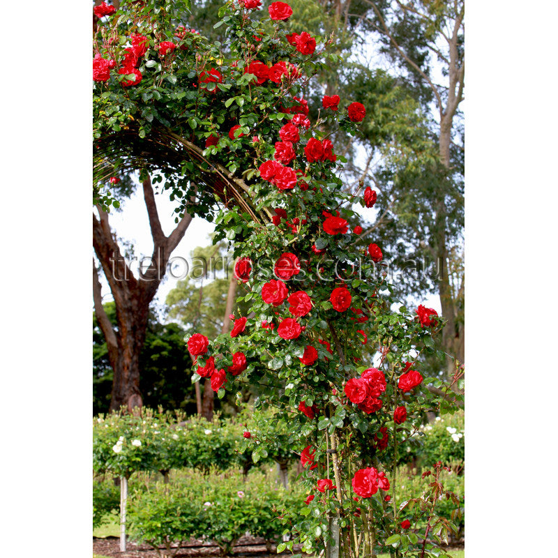 Roses