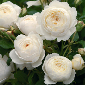 white roses on green leaves