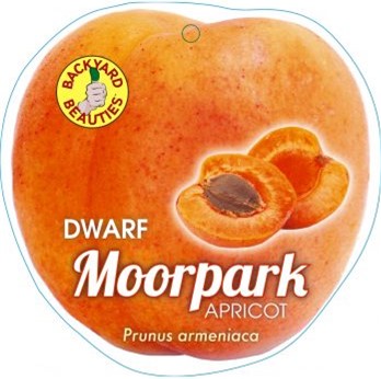 PRE ORDER - APRICOT DWARF MOORPARK - BARE ROOTED