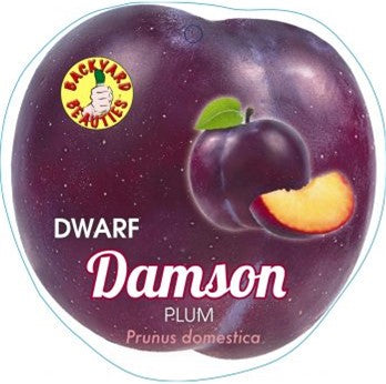 PRE ORDER - PLUM DWARF DAMSON - Bare Rooted
