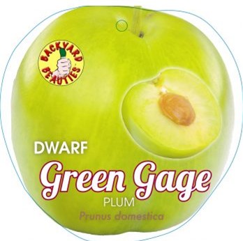 PRE ORDER -PLUM DWARF GREEN GAGE - BARE ROOTED