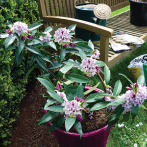 daphne in a pot in a garden setting