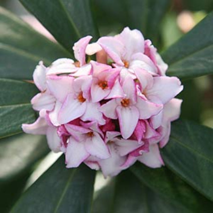 A close-up image of a pink Daphne Odora flower cluster with waxy petals.