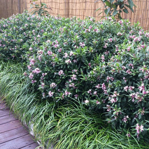 daphne odora pink in a garden setting