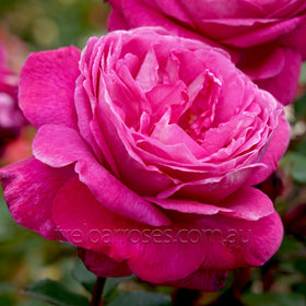 Roses