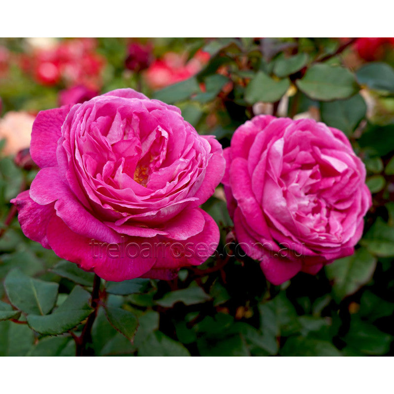 Roses
