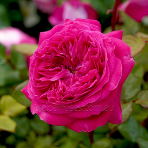 PRE ORDER - DELIGHTFUL PARFUMA - Bare Rooted