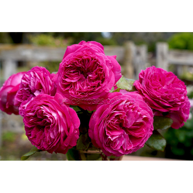 DELIGHTFUL PARFUMA - Bare Rooted