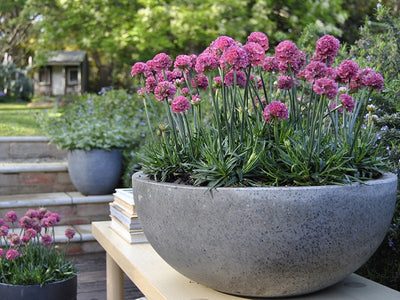 ARMERIA DREAM SERIES