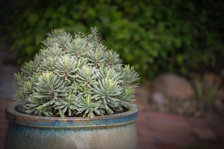 EUPHORBIA SILVER SWAN 140mm