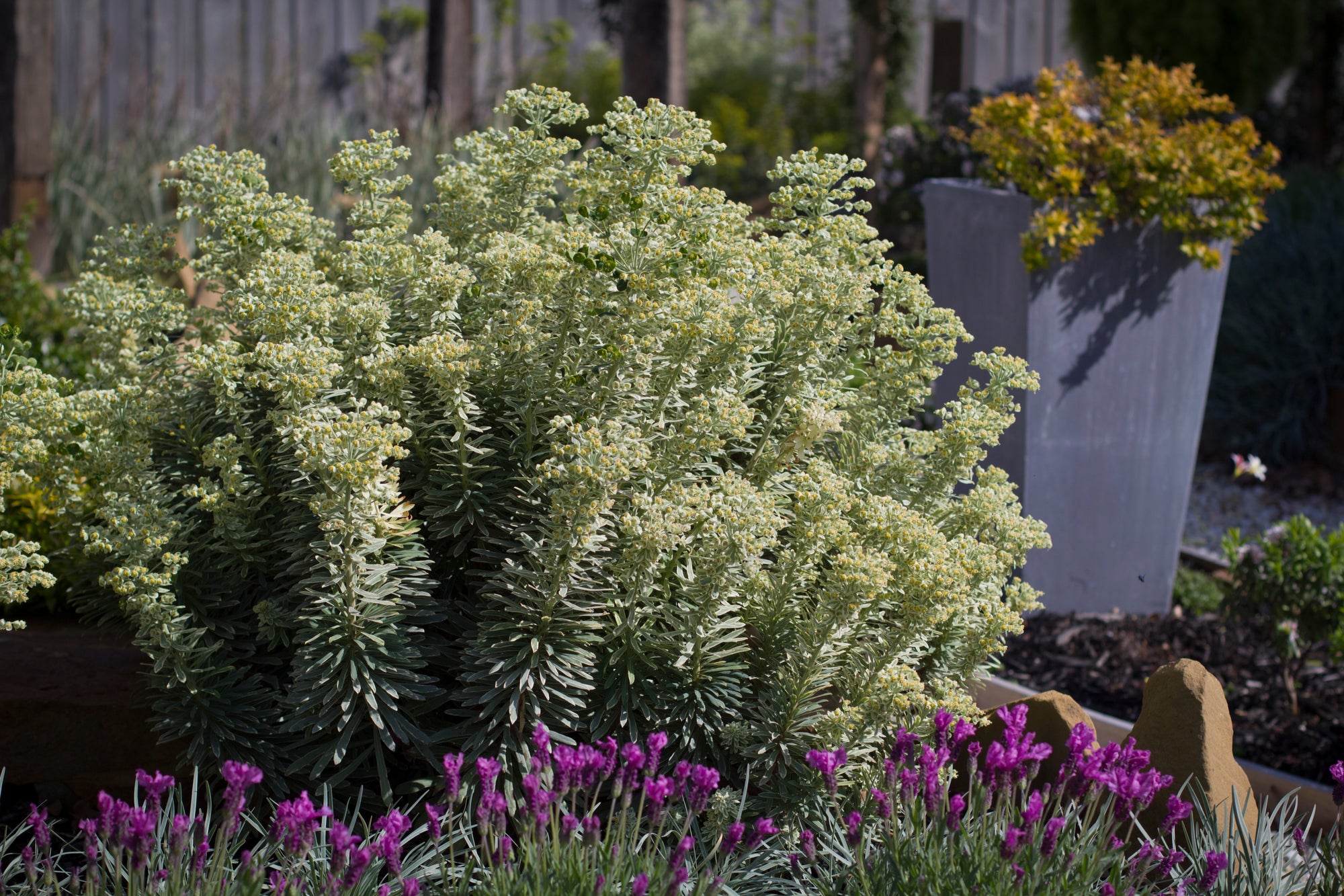 EUPHORBIA SILVER SWAN 140mm