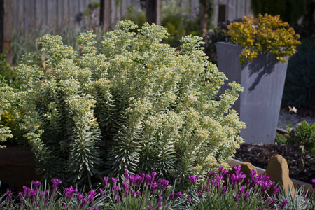 EUPHORBIA SILVER SWAN 140mm