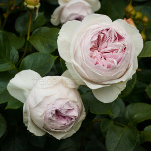 PRE ORDER - EARTH ANGEL - Bare Rooted