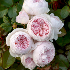 PRE ORDER - EARTH ANGEL - Bare Rooted