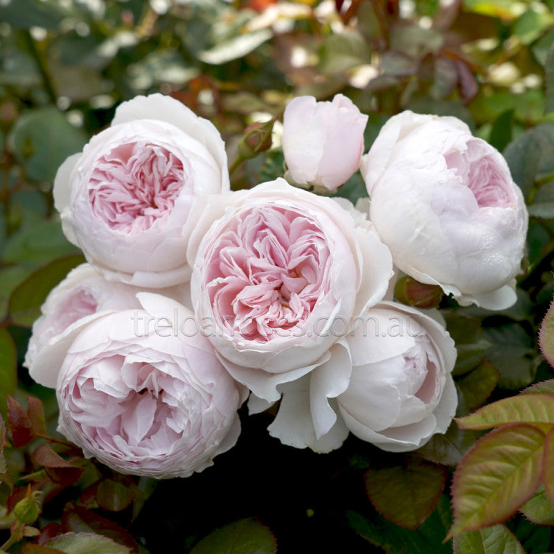 Roses - Category